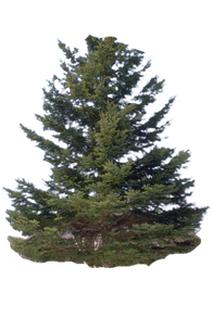 Oben abgeschnittener Weihnachtsbaum