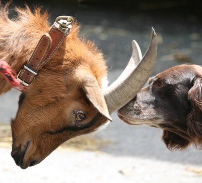 Ziegenbock und Hund streiten