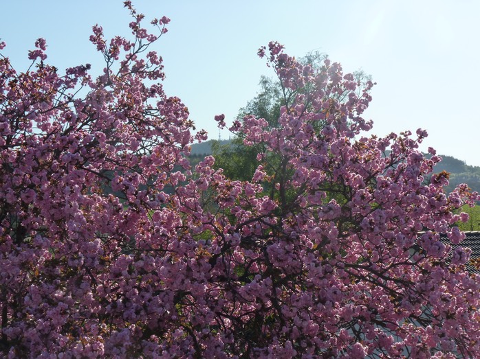 Blühender KIrschbaum